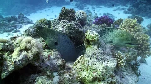 Two Moray on Coral Reef, Red sea Stock Footage 20437045