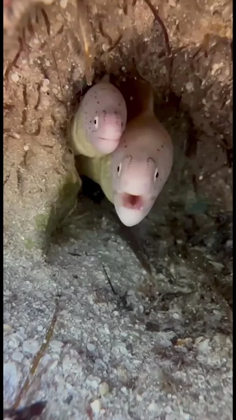 Two Moray Eels and Cleaner Shrimp in Coral Crevice Vídeos de archivo 344396398