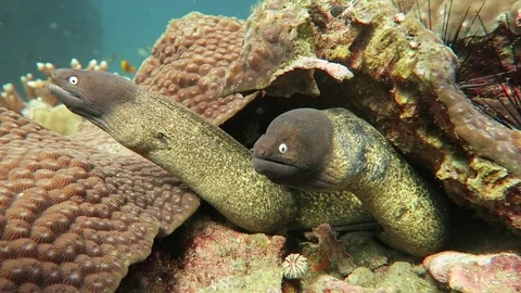 Two Moray eels Stock Footage 81112259