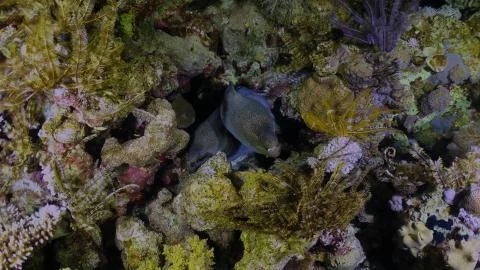 Two moray eels hid in a reef Stock Photos
