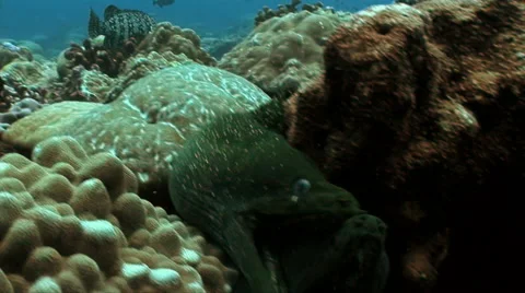 Two Moray Eels moving towards the camera at Clipperton Atoll Stock Footage 49702822