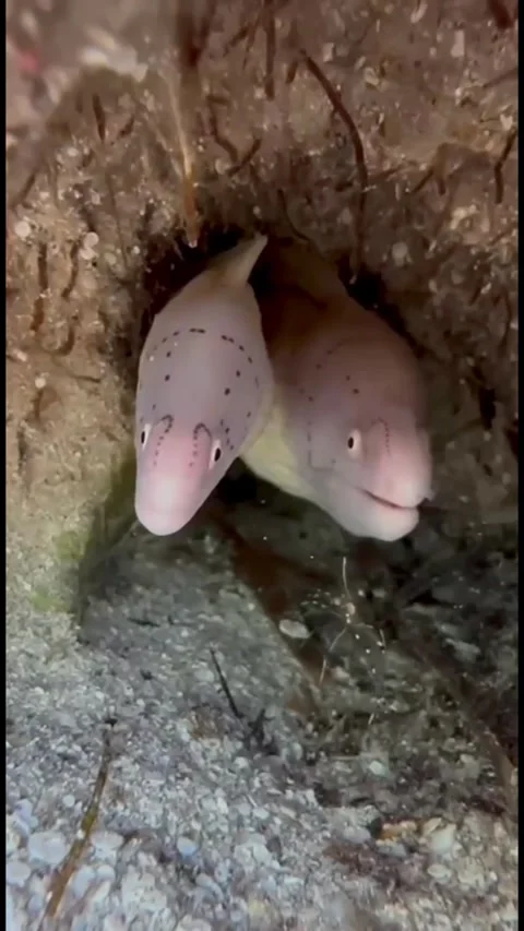  Two Moray Eels in One Crevice as a Small Shrimp Approaches Stock Footage 344396393