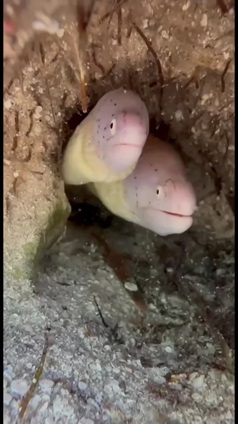 Two Moray Eels in One Crevice as a Small Shrimp Approaches Vídeos de archivo 344396397