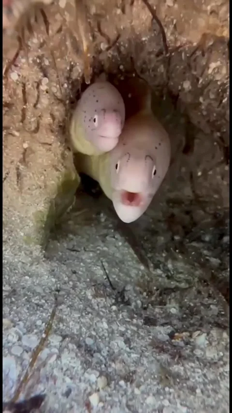 Two Moray Eels in One Crevice as a Small Shrimp Approaches Video stock 344396411