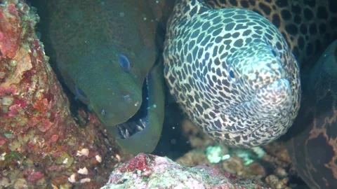 Two moray eels share tight coral refuge Stock Footage 327552271