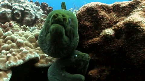 Two Moray Eels stare into camera Stock Footage 49703769