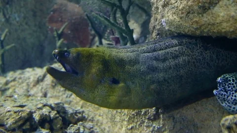 Two moray eels under the stone Stock-Footage 74632033