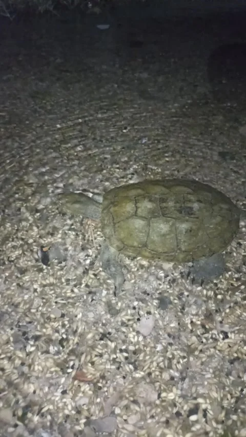 Two Moroccan Tortoises Illuminated by Flashlight at Night 스톡 동영상 340900677