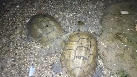 Two Moroccan Tortoises on Sandy Soil at Night Vídeo Stock 340900678