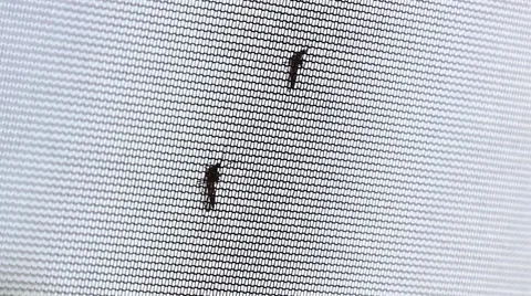 Two mosquito sitting on the netting, one of them flies away Video stock 52485687