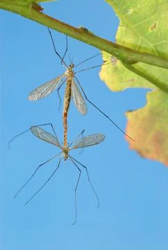 Two mosquitoes Stock Photos