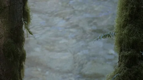 Two moss covered trees in forest with crystal clear blue turquoise cold river Stock Footage 127390215