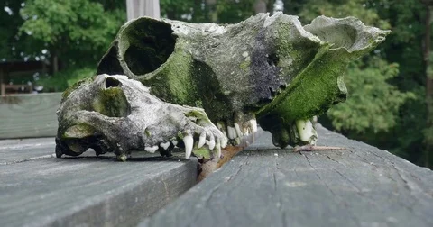 Two Mossy Animal Skulls Sit on a Wooden Porch Stock Footage 71308459