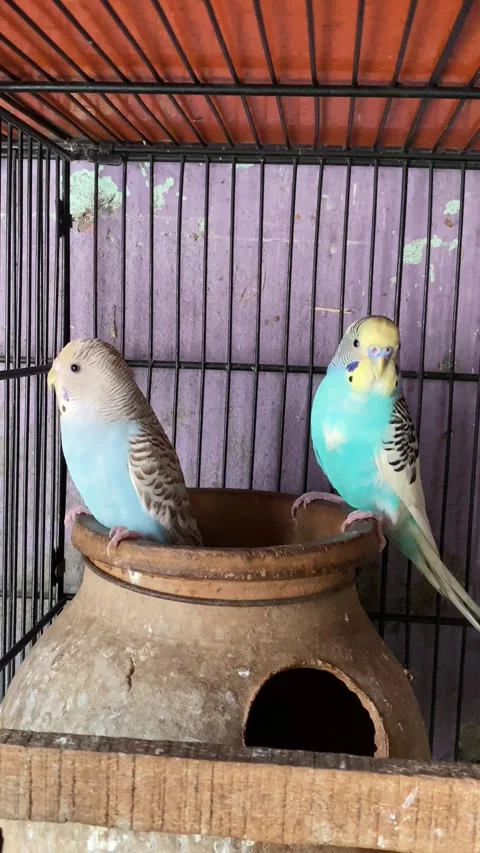 Two Most Attractive Multi Colour Birds Ever Stock Footage 294244100