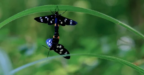 Two moths are mating in the grassland Stock Footage 124614820