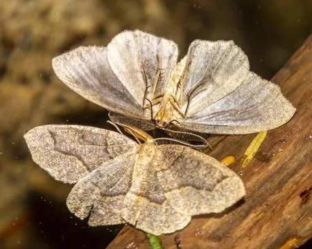 Two moths dead displaying their intricate wings on a wooden branch in a tra.. Stock Photos