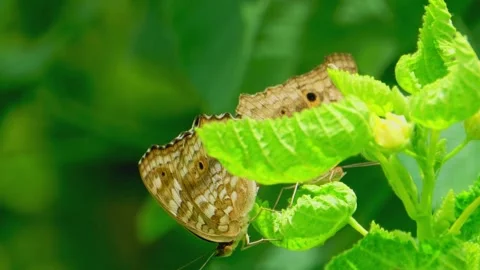 Two moths resting on a green leaf Stock Footage 322726760