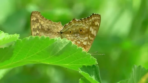 Two moths resting on a green leaf Stock Footage 322726909