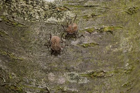 Two mottled shield bugs crawling on tree bark 库存照片