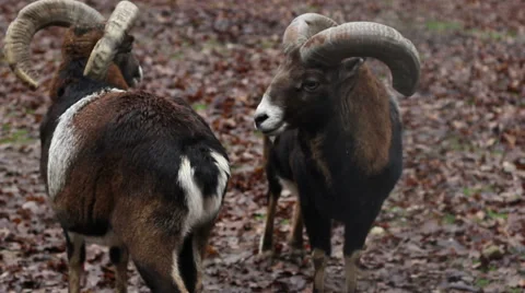 Two Mouflons Stock Footage 46128620