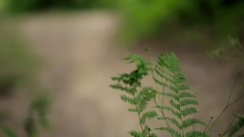 Two mountain bikers jumping on single-track dirt trail. Downhill riding. Vídeos de archivo 70508032