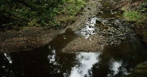 Two mountain bikers peddling through a stream in the rain forest in slow motion Stock Footage 64328504