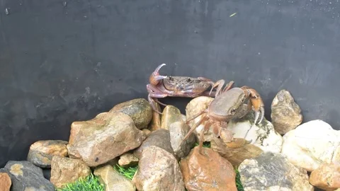 Two mountain crab. Stock Footage 294368019