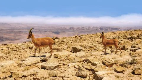 Two mountain goats Stock Photos