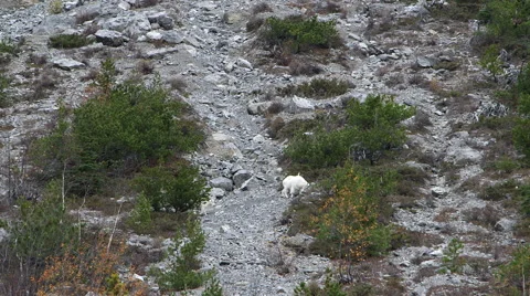 TWO MOUNTAIN GOATS WALK ALONG A ROCKY HILLSIDE; BABY CATCHING UP Video stock 59069716
