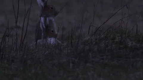 Two mountain hared (Lepus timidus) in  the grass Stock Footage 280689041