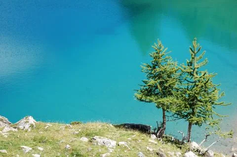 Two mountain pine trees over a deep blue water Stock Photos