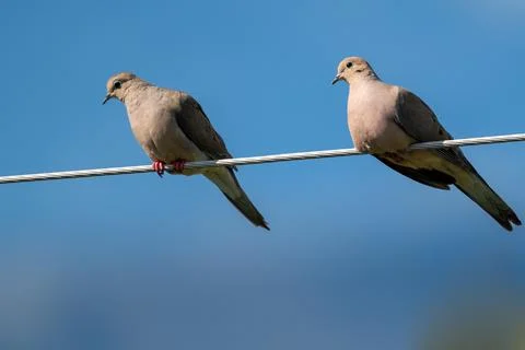 Two Mourning dove looking in the same direction while perched on a metallic wire Stock Photos
