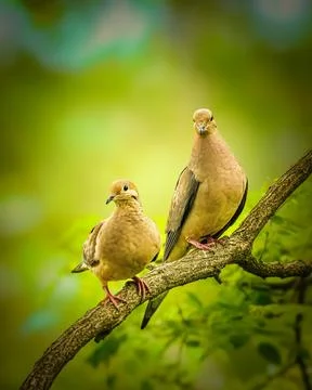 Two Mourning Doves on a Branch. Foto stock