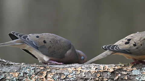 Two Mourning Doves feeding on a dead log i Stock Footage 238918601