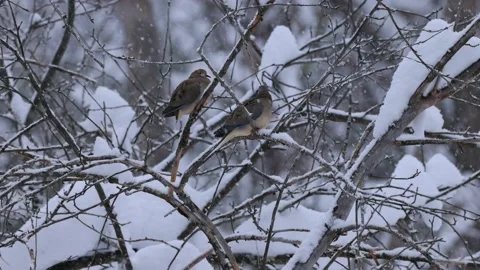 Two Mourning doves perched in snowy apple tree with snow falling, 1/2 speed, 4k Stock Footage 236332718