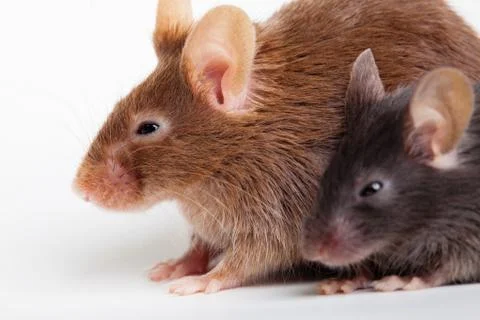 Two mouses Stock Photos