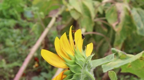 Two Mud Daubers mating on yellow flower. Vidéo 51788361