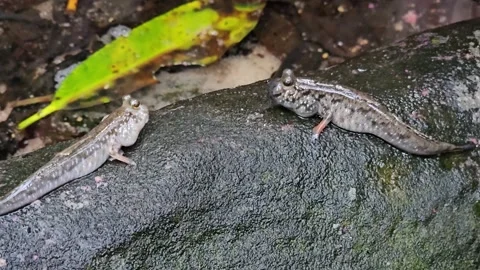 Two mud jumpers resting  Video stock 263677636