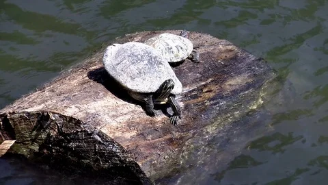 Two Mud Turtles sunning on a log with a mild breeze blowing. Stock Footage 76446867