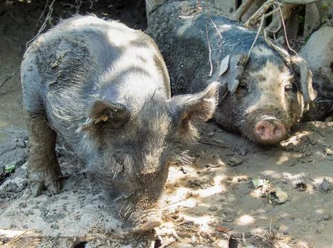 Two-muddy-pigs-in-summer Stock Photos