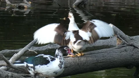Two mulard ducks flap their wings drink water and clean feathers Stock Footage 158570009