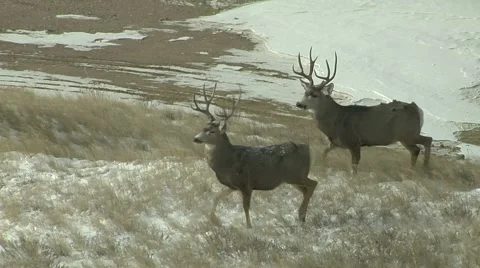 Two Mule Deer Bucks Looking for Food on Winter Plains Stock Footage 54742834