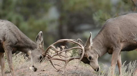 Two mule deer bucks sparring 42381218