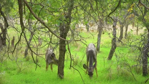 Two Mule Deer Does Grazing on Lush Green Grass, Emerald Pools Trail, Zion Nation Stock Footage 332000069