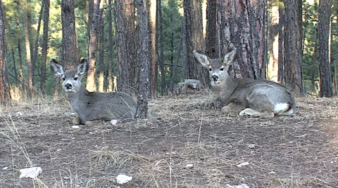 Two Mule Deer Fawns Bedded, Chewing Their Cuds. Stock Footage 49356819