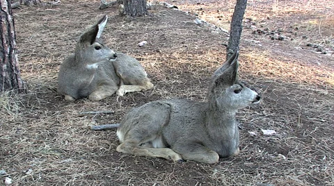 Two Mule Deer Fawns Bedded, Chewing Their Cuds. Stock Footage 49357500