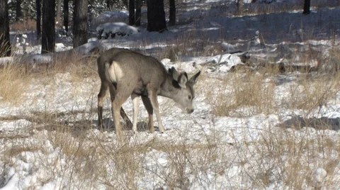 Two Mule Deer Fawns Feed Next to a Buck in Snow Stock Footage 49080831