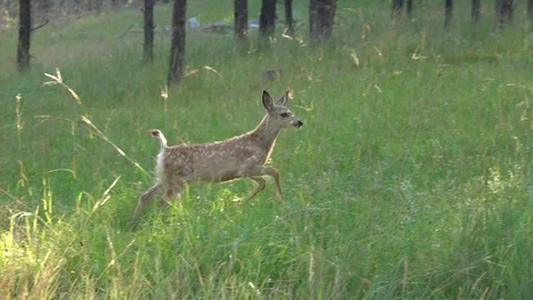 Two mule deer fawns run to doe and nurse Stock Footage 123535819