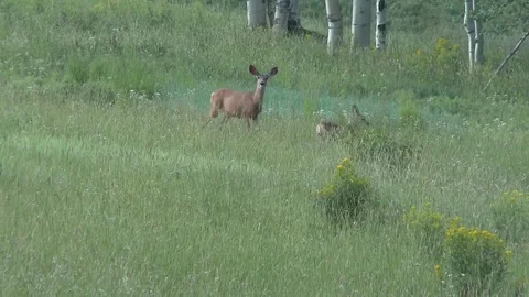 Two mule deer foraging along the hill side Stock Footage 81779871