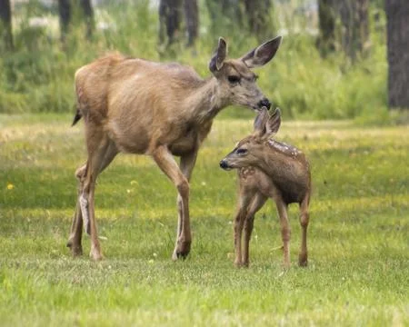 Two mule deer interact in a lush green meadow during a sunny day in the fores Stock Photos